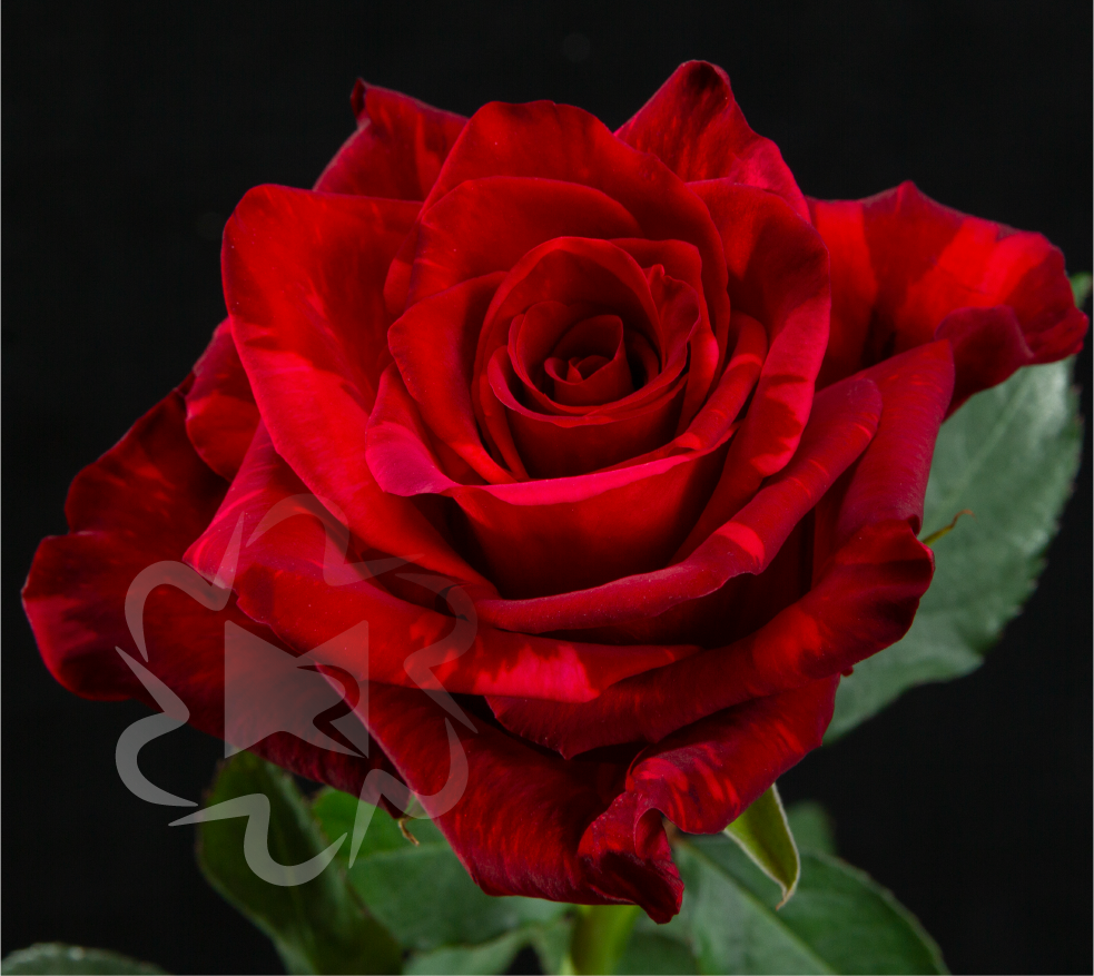 Royal Explorer Red Rose Variety