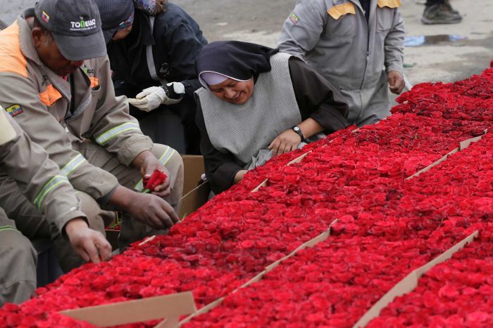 The people of the small Ecuadorian town of Tabacundo are the proud creators of the biggest floral structure ever built — a life-size replica of an Indigenous pyramid made from 546,364 roses. A judge for Guinness World Records took nearly all day to confirm that the Andean town had achieved the record. The blazing red pyramid rises in the town square. Nearly all the flowers are red roses, with six per cent white, pink and yellow to provide white borders and a dazzling sun.